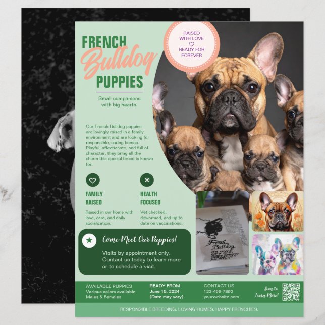 Fransk Bulldog Flyer Lila  (Fram/baksida)
