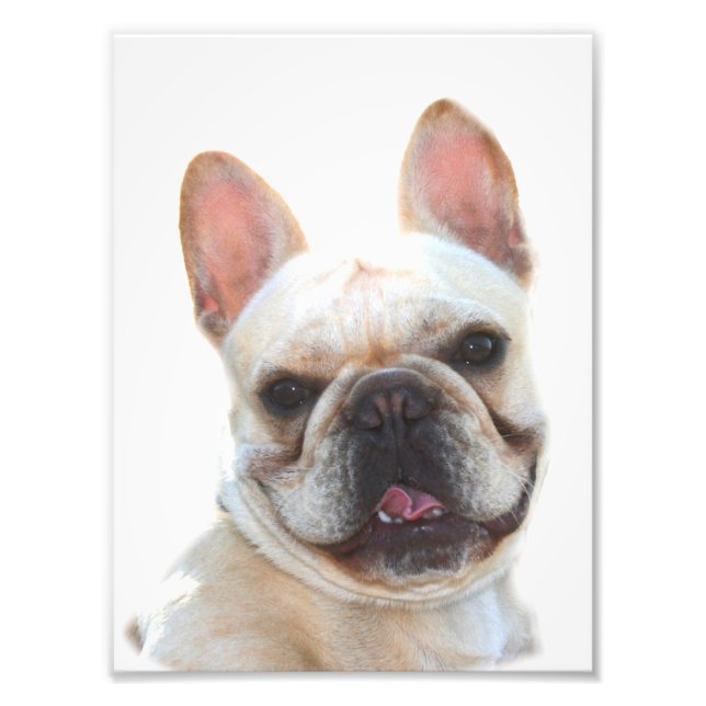 Fransk bulldog-foto fototryck (Framsidan)