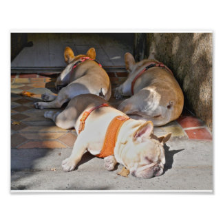 Fransk Bulldog Fototryck