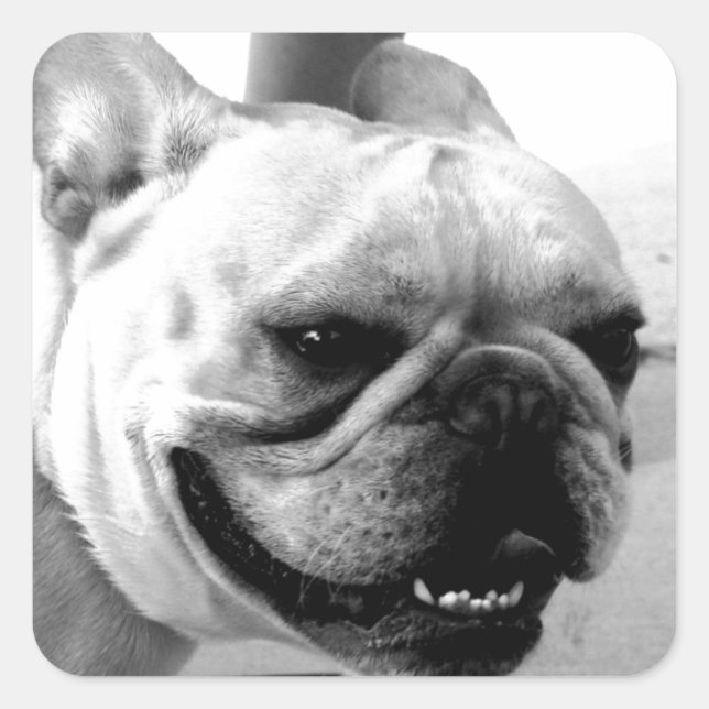 Fransk Bulldog Fyrkantigt Klistermärke (Framsida)