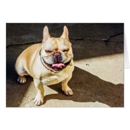 Fransk Bulldog Hälsningskort