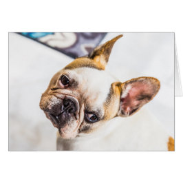 Fransk Bulldog Hälsningskort