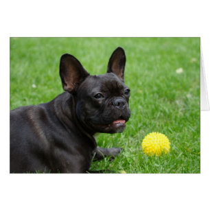 Fransk Bulldog Hälsningskort