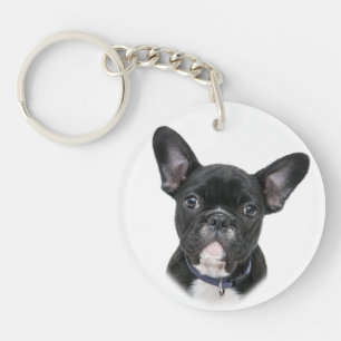 Fransk Bulldog Hund aveln