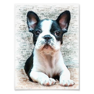 Fransk bulldog-hund fototryck