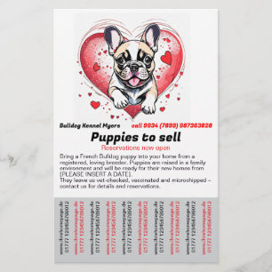 Fransk Bulldog i ditt hem Flyer