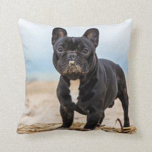 Fransk Bulldog i Sand Kudde