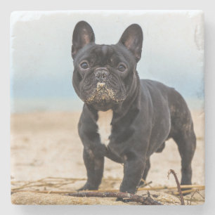 Fransk Bulldog i Sand Stenunderlägg
