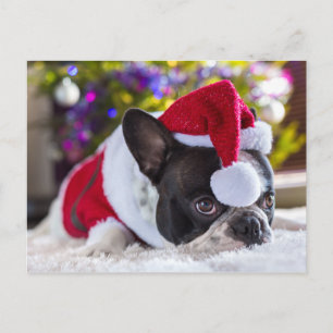 Fransk Bulldog i Santa Hat under Julgran Helg Vykort