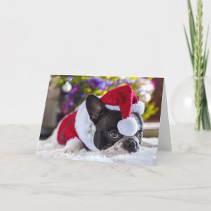 Fransk Bulldog i Santa Hat under Julgran Helgkort