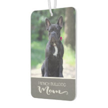 Fransk Bulldog Infoga Hund Bild