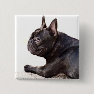 Fransk Bulldog Knapp
