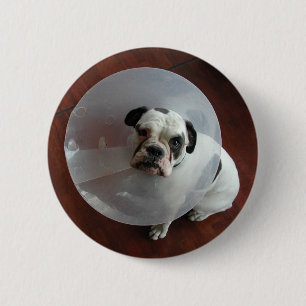 Fransk Bulldog Knapp