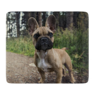 Fransk Bulldog Kudd