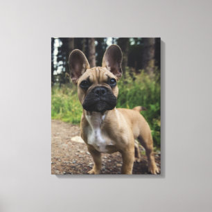 Fransk Bulldog Kudd Canvastryck