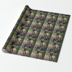 Fransk Bulldog Kudd Presentpapper