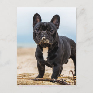 Fransk Bulldog Lekande i Sanden Vykort