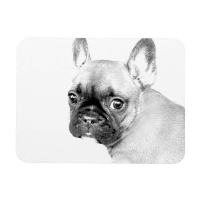 Fransk Bulldog Magnet (Horisontell)