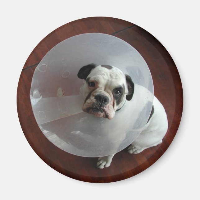 Fransk Bulldog Magnet (Framsidan)