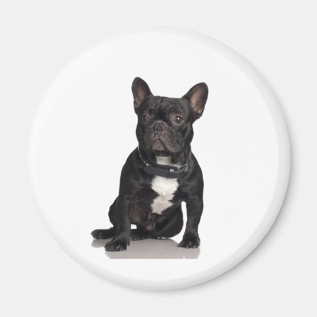 Fransk Bulldog Magnet (Framsidan)