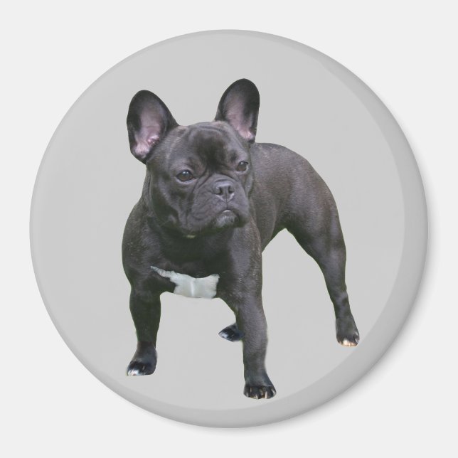 Fransk Bulldog Magnet (Framsidan)