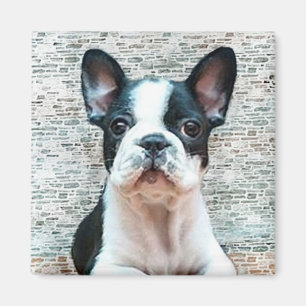 Fransk Bulldog magnet