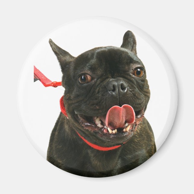 Fransk Bulldog Magnet (Framsidan)