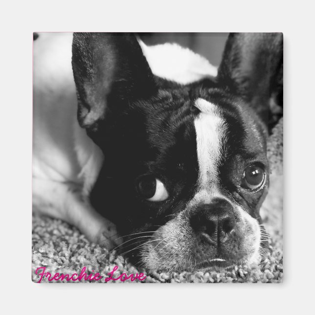 Fransk Bulldog Magnet (Framsidan)