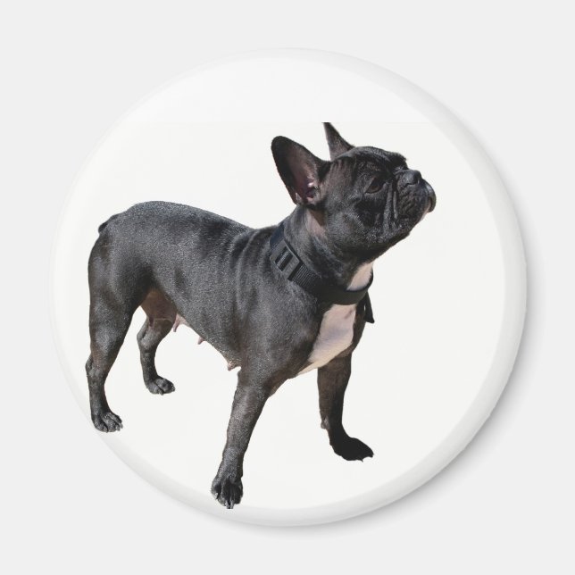 Fransk bulldog magnet (Framsidan)
