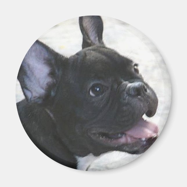 Fransk Bulldog magnet (Framsidan)