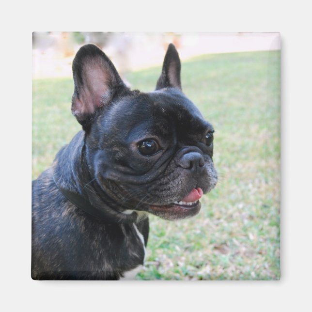 Fransk Bulldog Magnet (Framsidan)