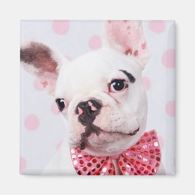 Fransk Bulldog med Bow Tie Magnet (Framsidan)