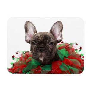 Fransk bulldog med julklapp magnet