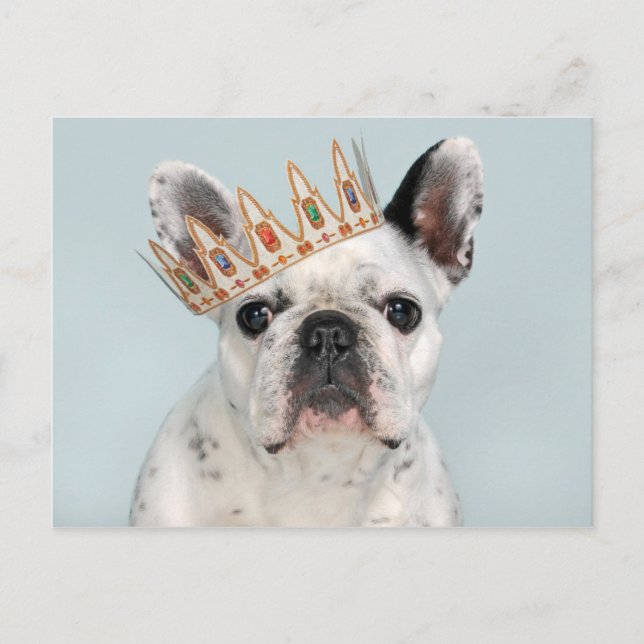 Fransk Bulldog med Krona Vykort (Framsida)