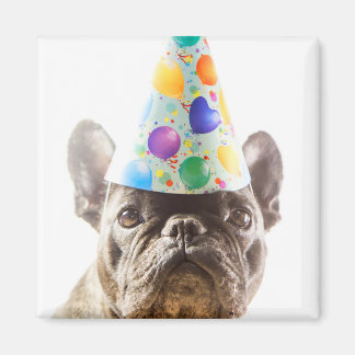 Fransk Bulldog med Party Hat Magnet