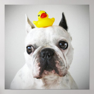 Fransk Bulldog med Rubber Anka Poster