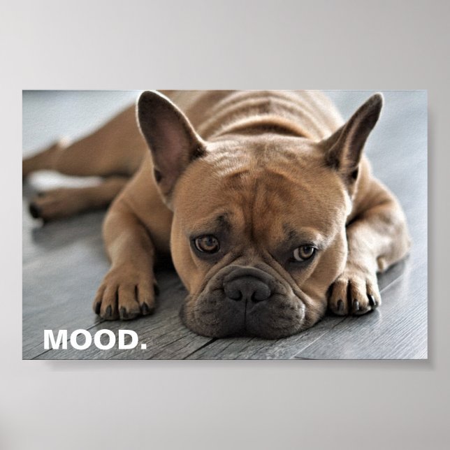 Fransk Bulldog Mood Poster (Framsidan)