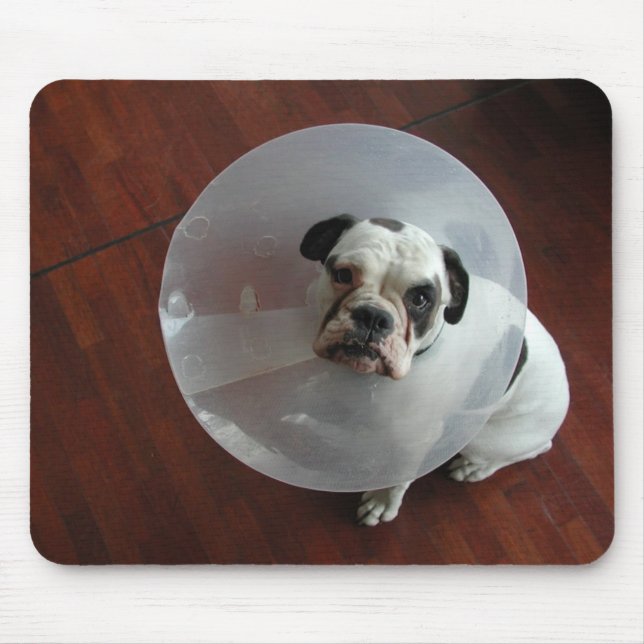 Fransk Bulldog Musmatta (Framsidan)