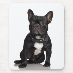 Fransk Bulldog Musmatta