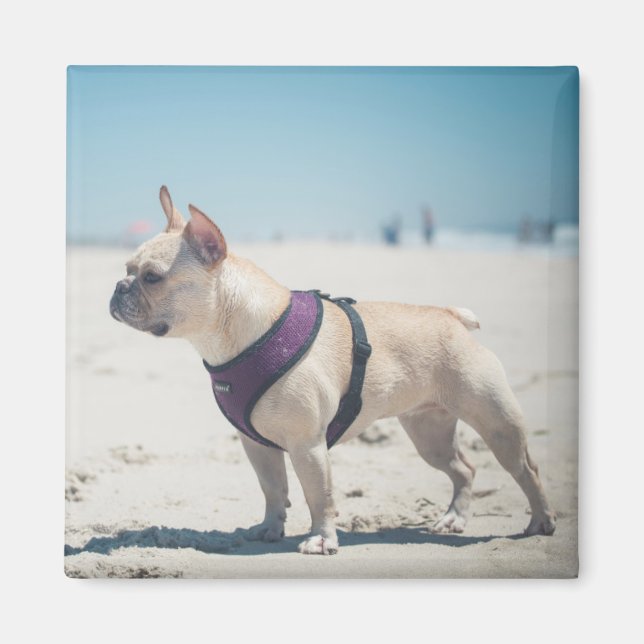 Fransk Bulldog på båge Magnet (Framsidan)