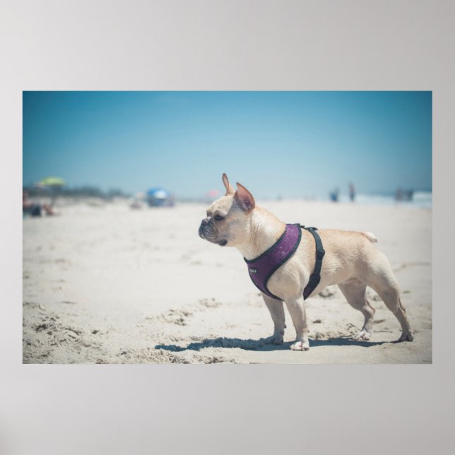 Fransk Bulldog på båge Poster (Framsidan)