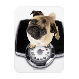 Fransk bulldog på skalor som tittar inom stängda d magnet