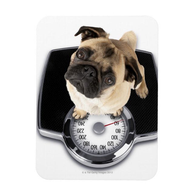 Fransk bulldog på skalor som tittar inom stängda d magnet (Vertikal)