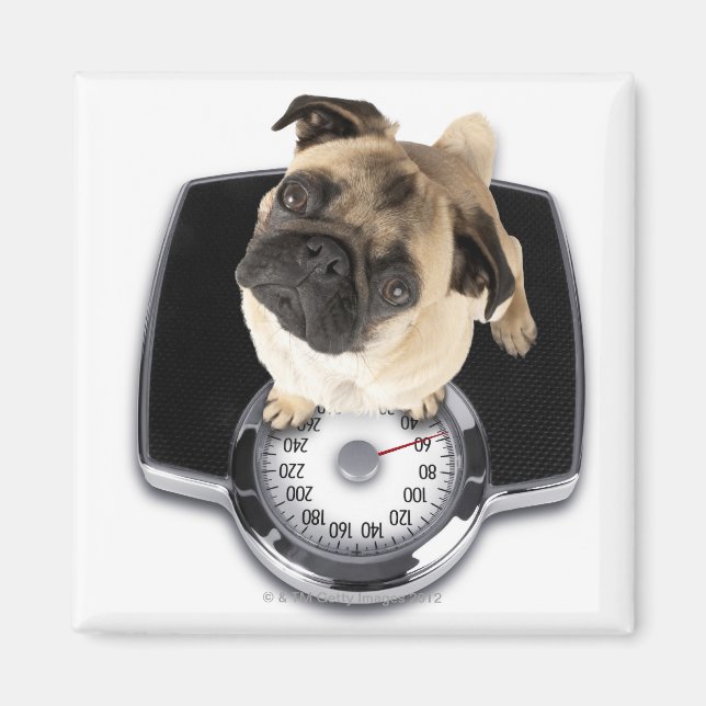 Fransk bulldog på skalor som tittar inom stängda d magnet (Framsidan)