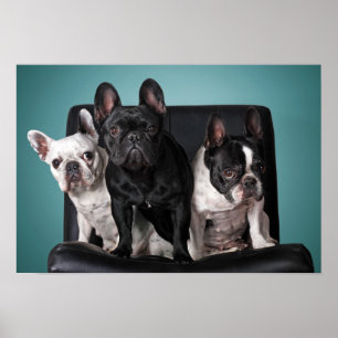 Fransk Bulldog på stolen Poster