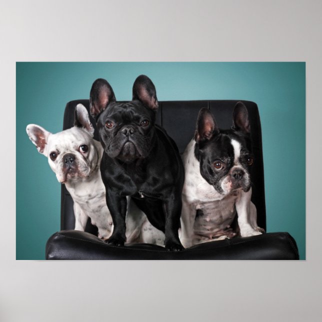Fransk Bulldog på stolen Poster (Framsidan)