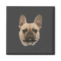 Fransk Bulldog Photo Cute Ansikte Bild