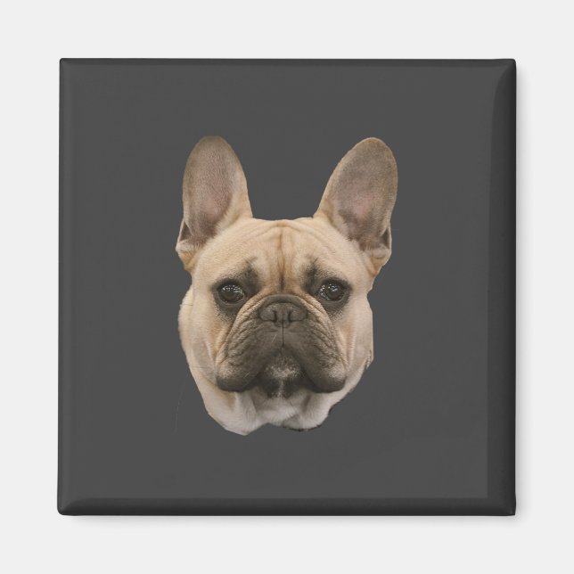 Fransk Bulldog Photo Cute Ansikte Bild Magnet (Framsidan)