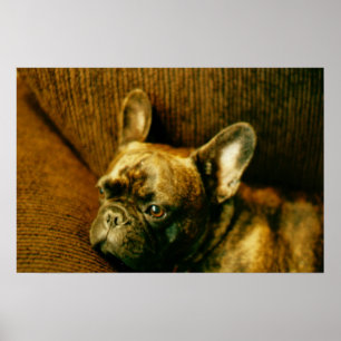 Fransk Bulldog Photo Poster