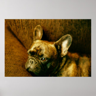 Fransk Bulldog Photo Poster